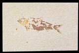 Bargain, Fossil Fish (Knightia) - Wyoming #89136-1